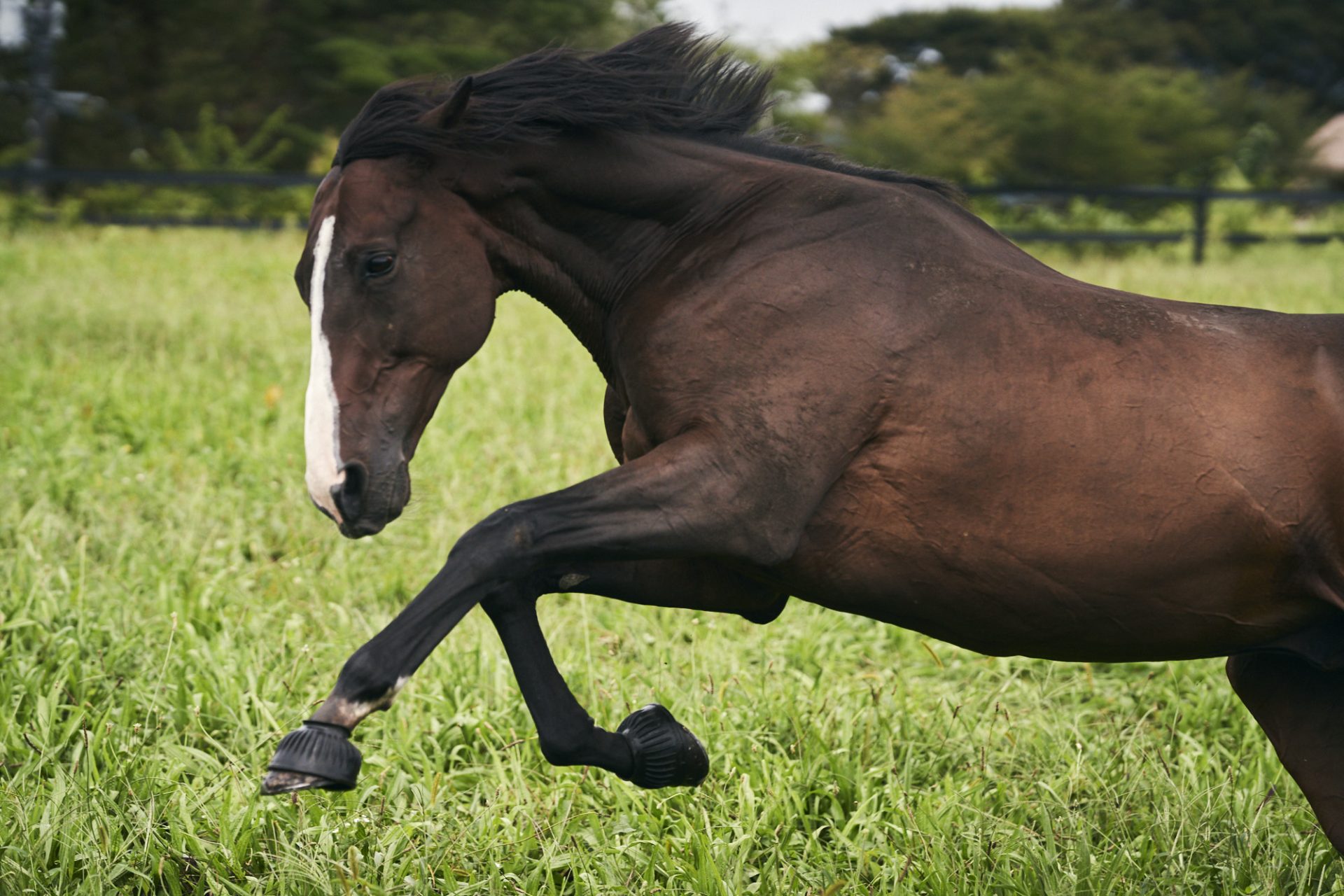 Domestic horses look to continue home dominance - The Japan Times