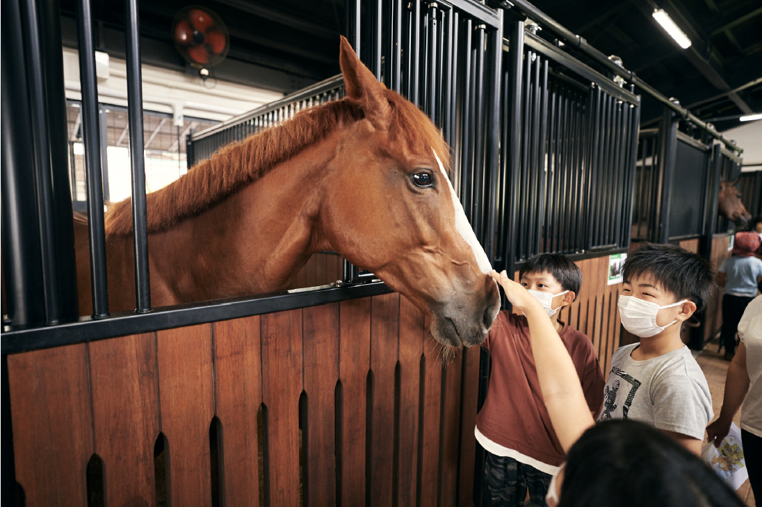 Domestic horses look to continue home dominance - The Japan Times