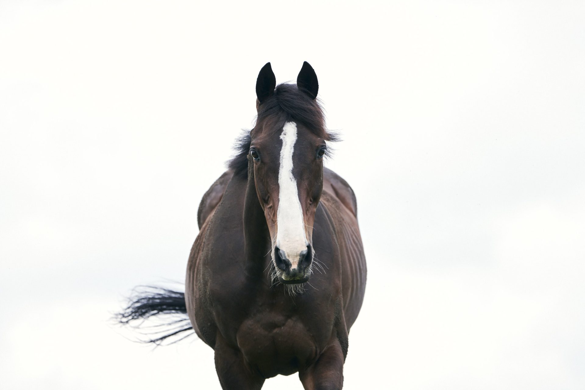 引退競走馬（日本）オールド・フレンズ・ジャパン – JRA 馬術＆引退競走馬